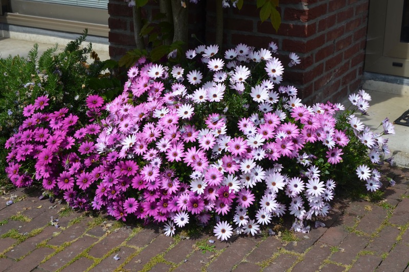 African Daisy