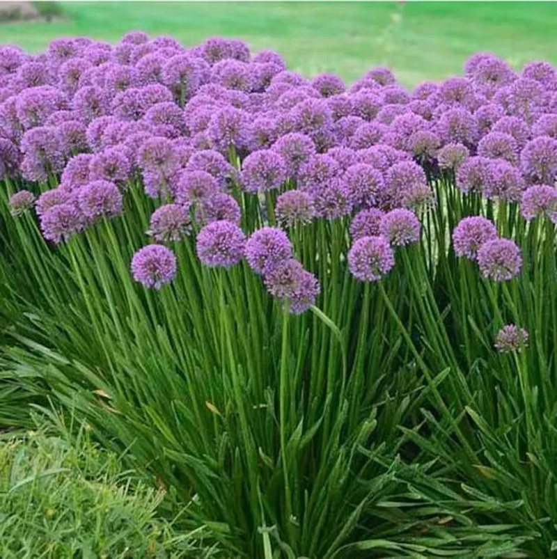 Alliums – Ornamental Onions