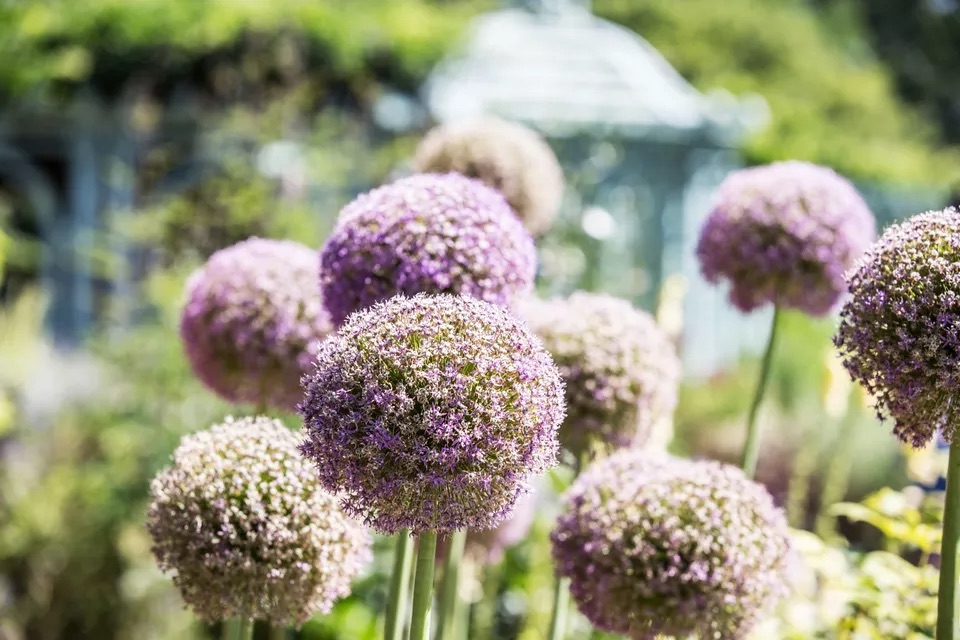 Alliums