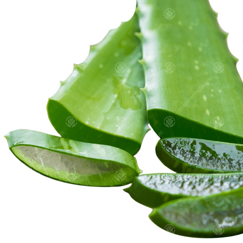 What Aloe Vera Plants Are Good For