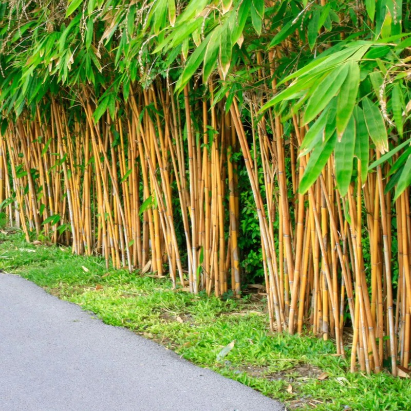 Bamboo Plants
