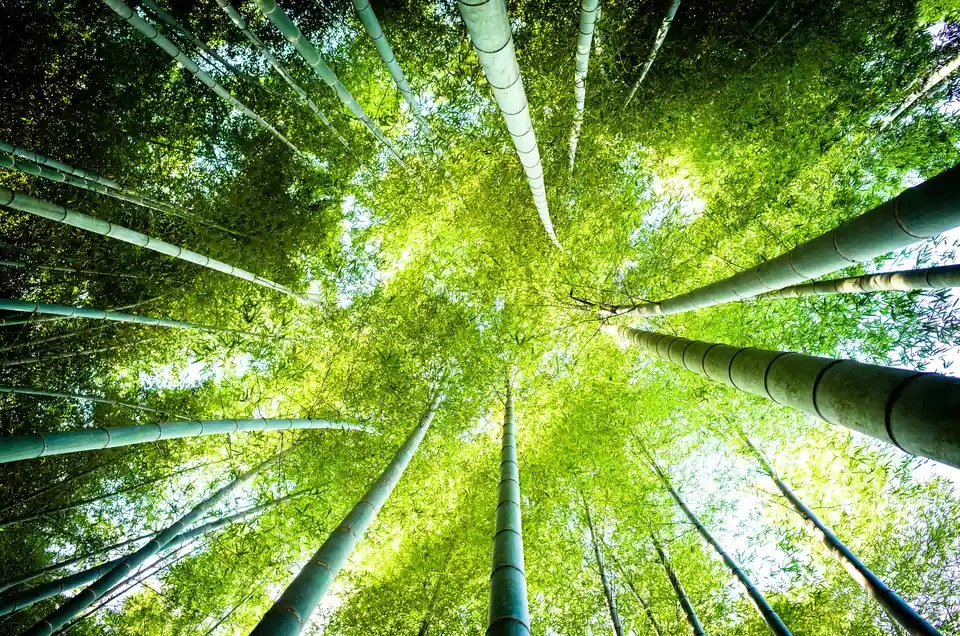 Bamboo