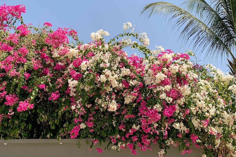 Bougainvillea Vines for Landscaping