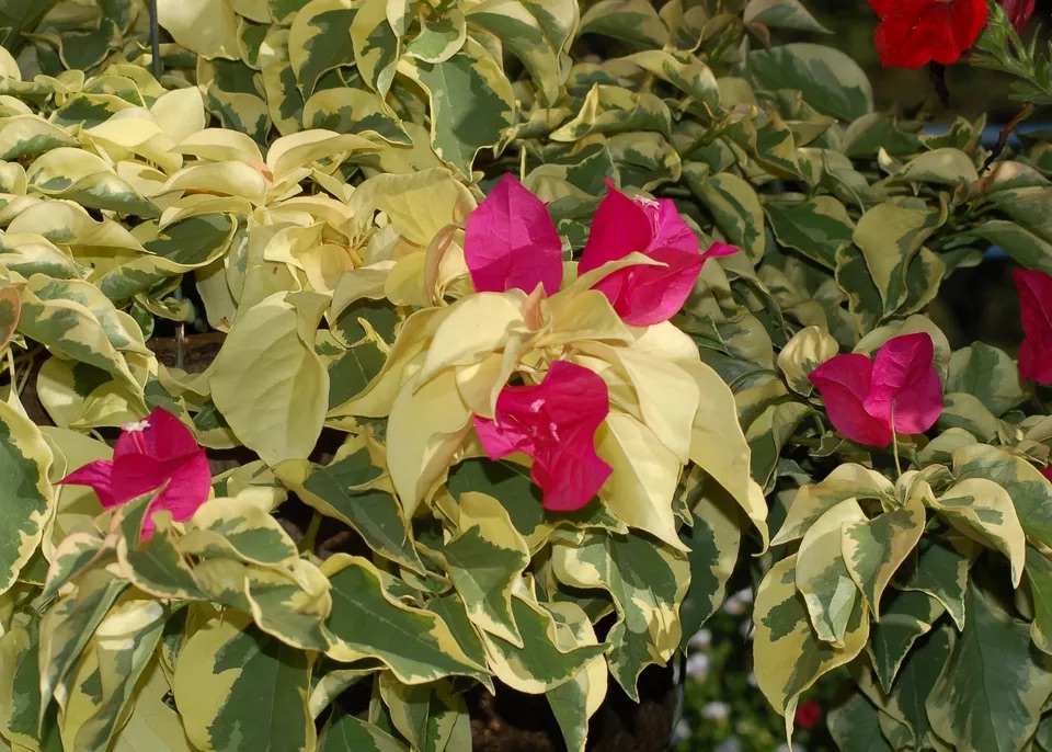 Bougainvillea