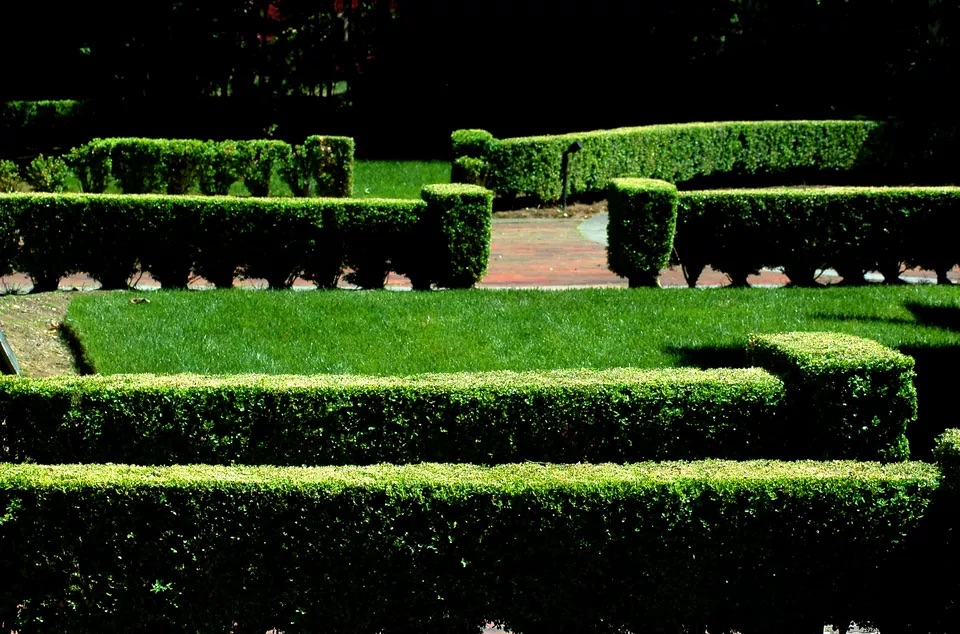Buxus