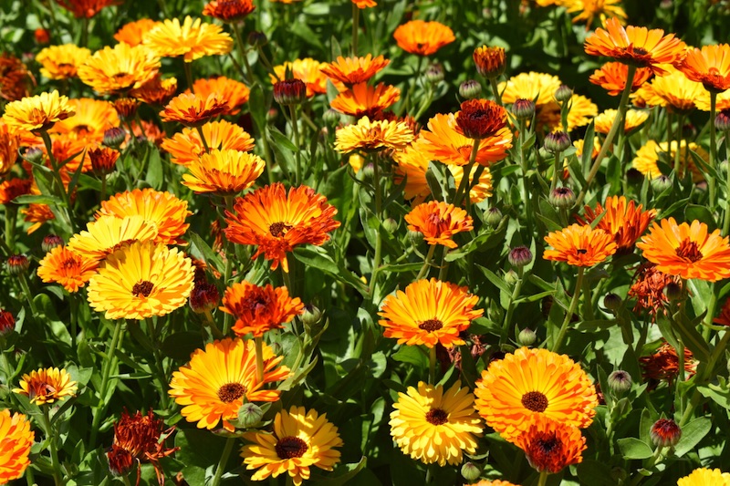 Calendula (Pot Marigold)
