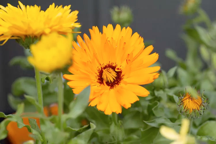 Calendula (Pot Marigold)