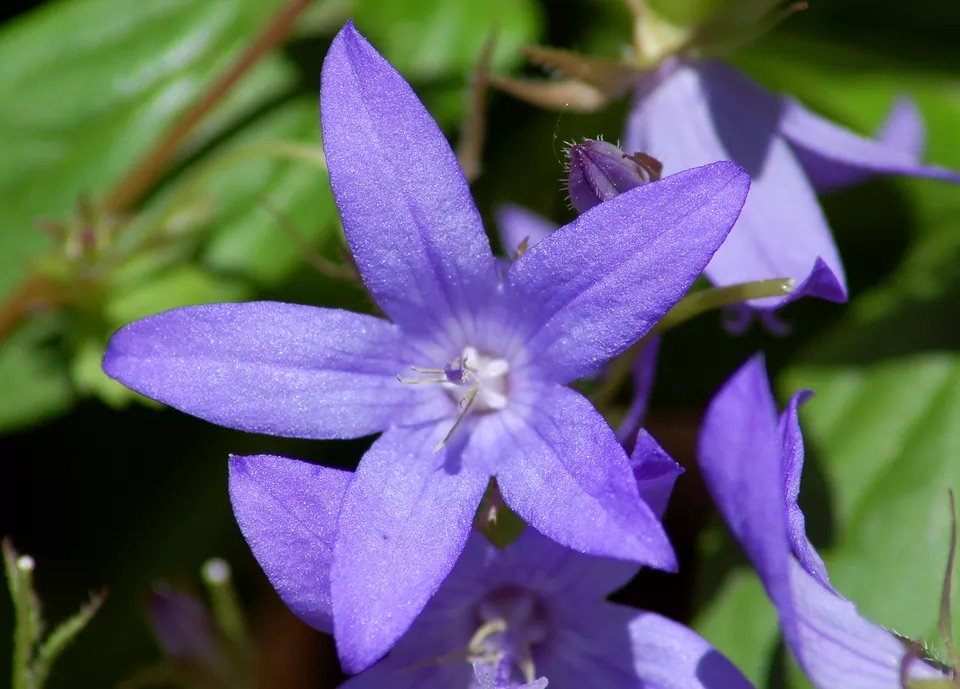 Campanula portenschlagiana