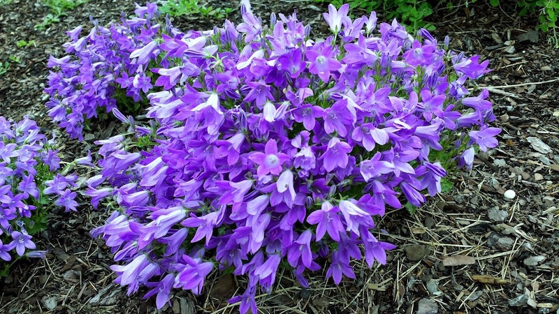 Dalmatian Bellflowers – Campanula