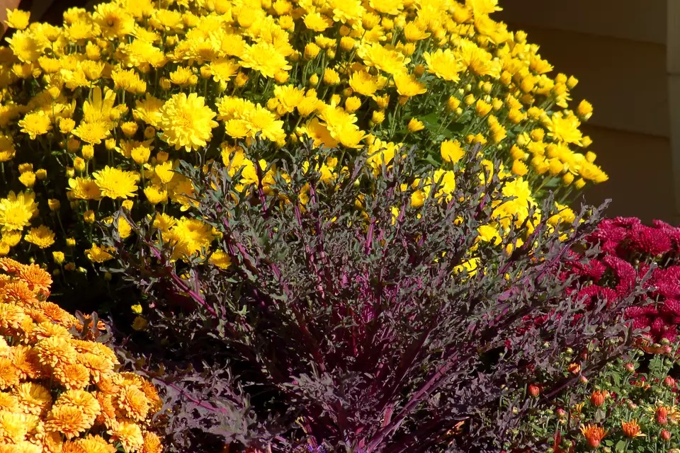 Chrysanthemums