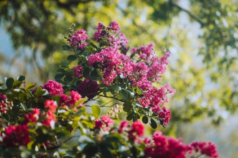 Acoma Crape Myrtle