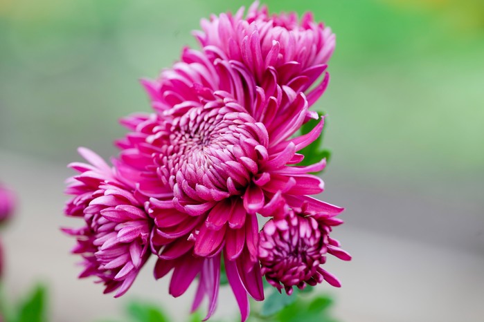 Chrysanthemums and Hardy Mums