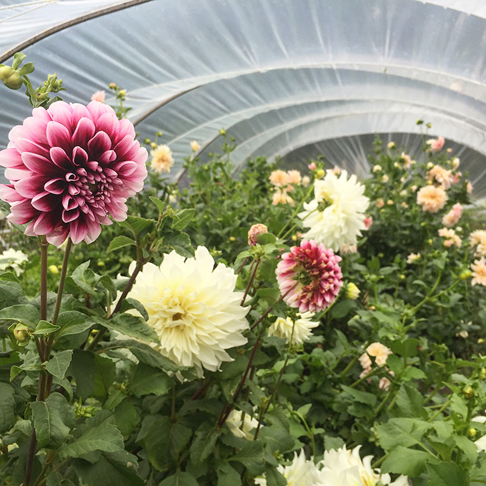 Dinner Plate Dahlias