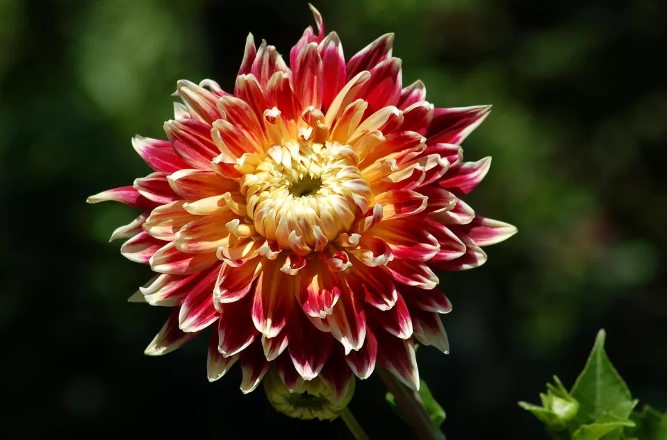 Dahlias