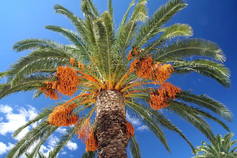 Date Palm Trees