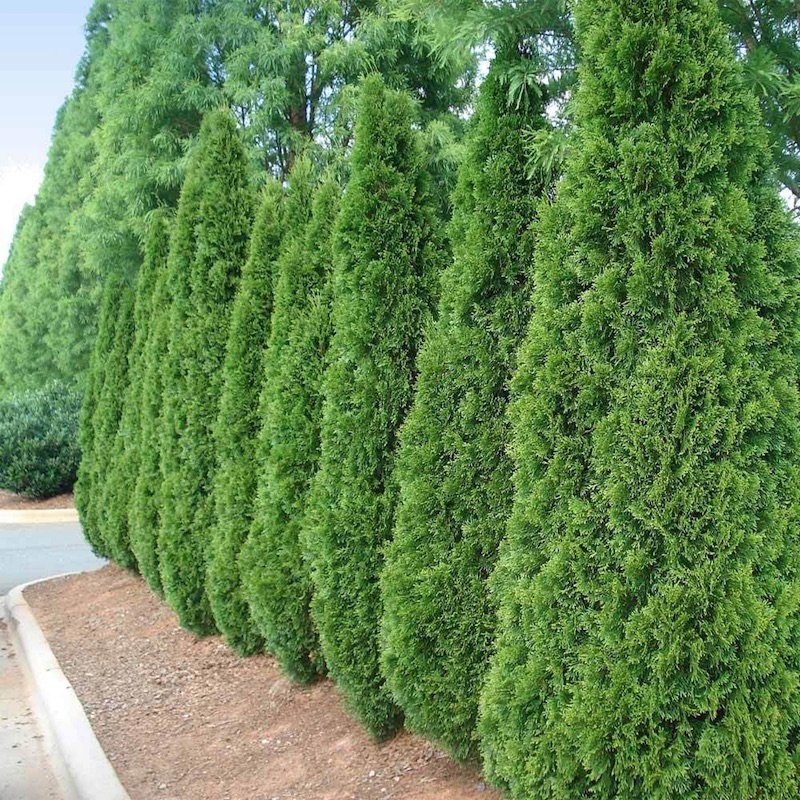 ‘Emerald Green’ Arborvitae Trees