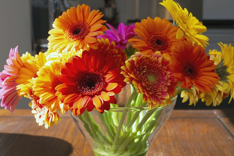 Gerbera Daisies