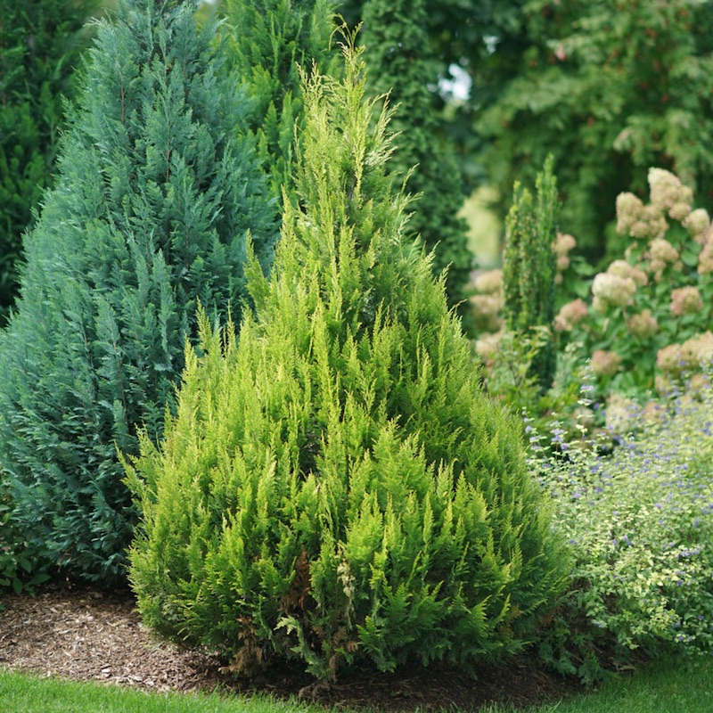 False Cypress Trees