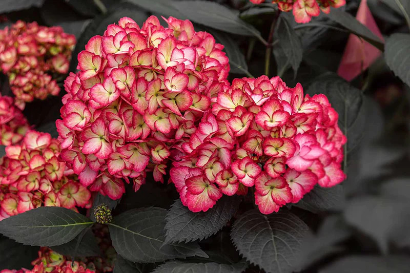 Hydrangea