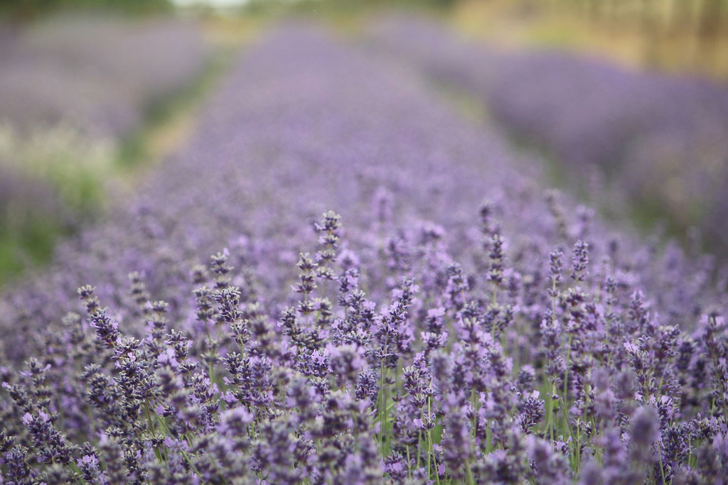 Lavender