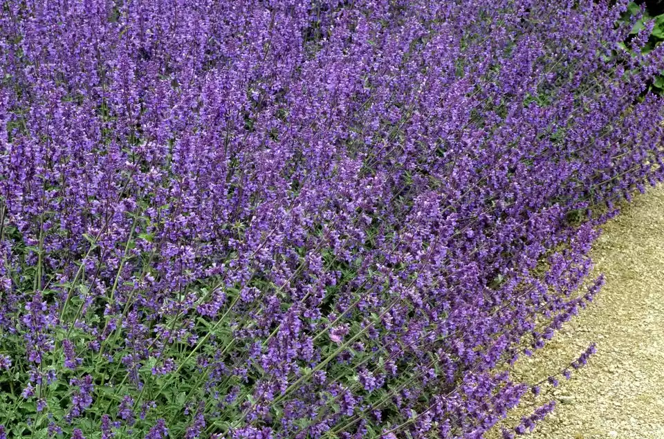 Nepeta