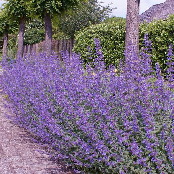 <em>Nepeta</em>