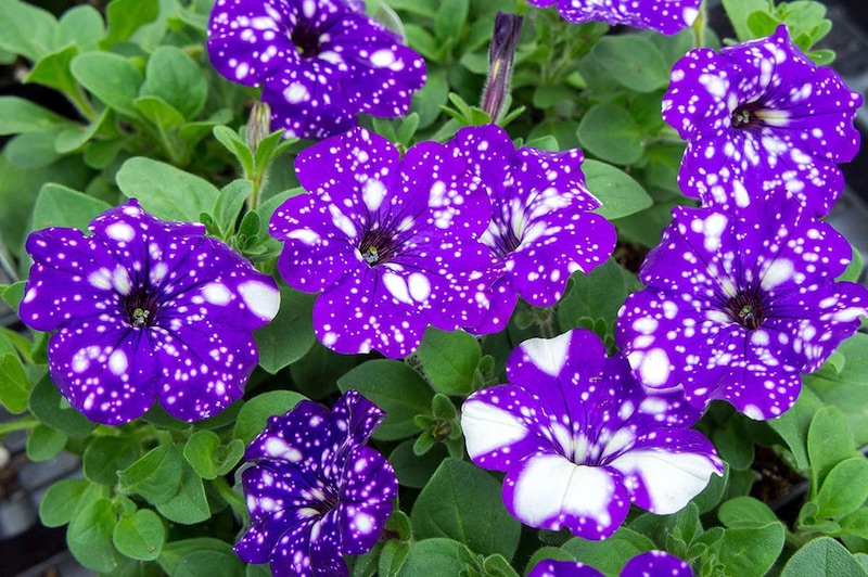 Galaxy Petunia