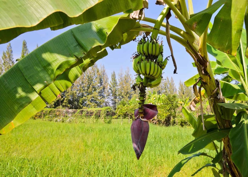 Banana