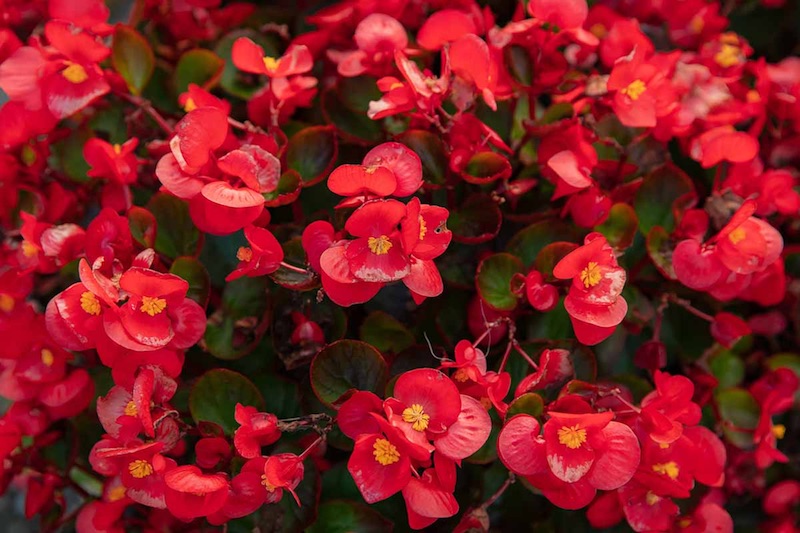 Wax Begonias
