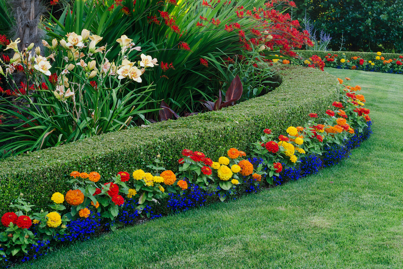 Dwarf Boxwood Shrubs