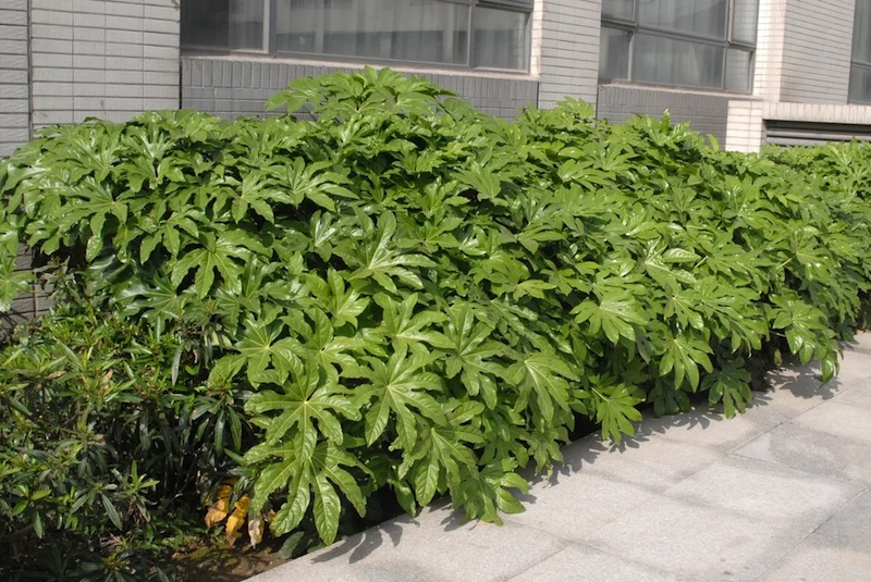 Fatsia japonica