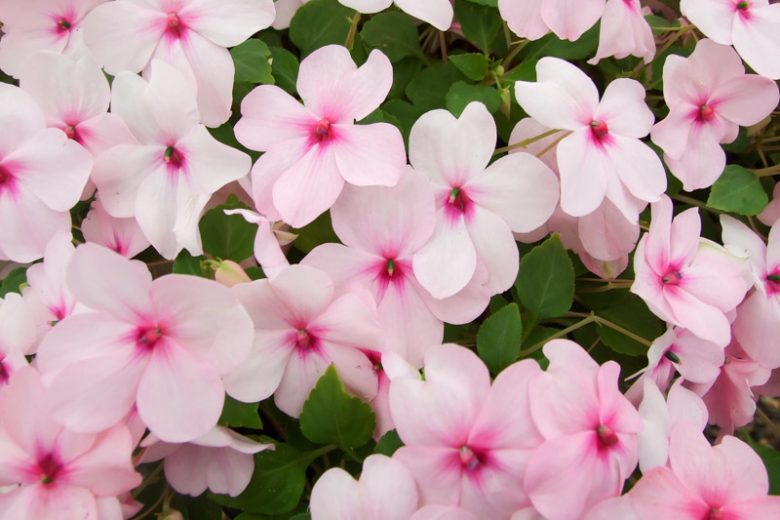 Impatiens (Daphoula)