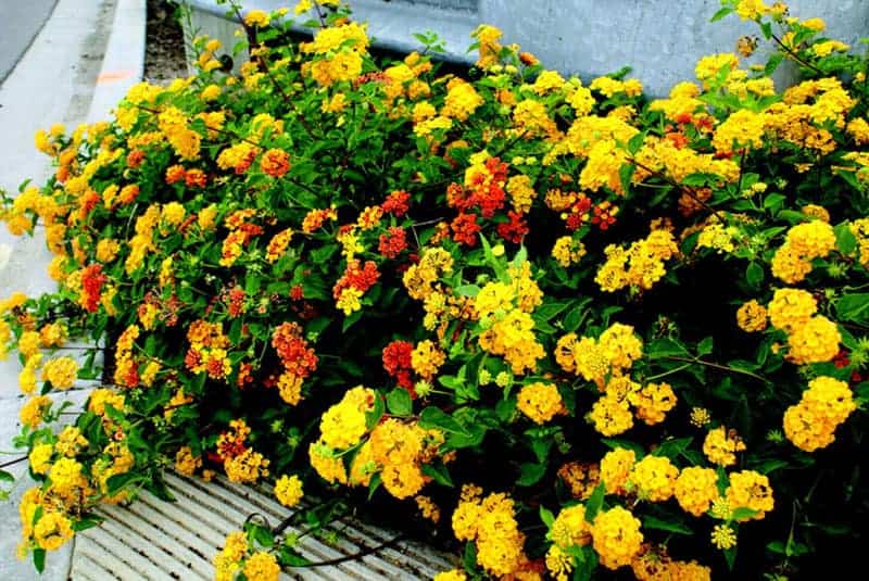 Lantana