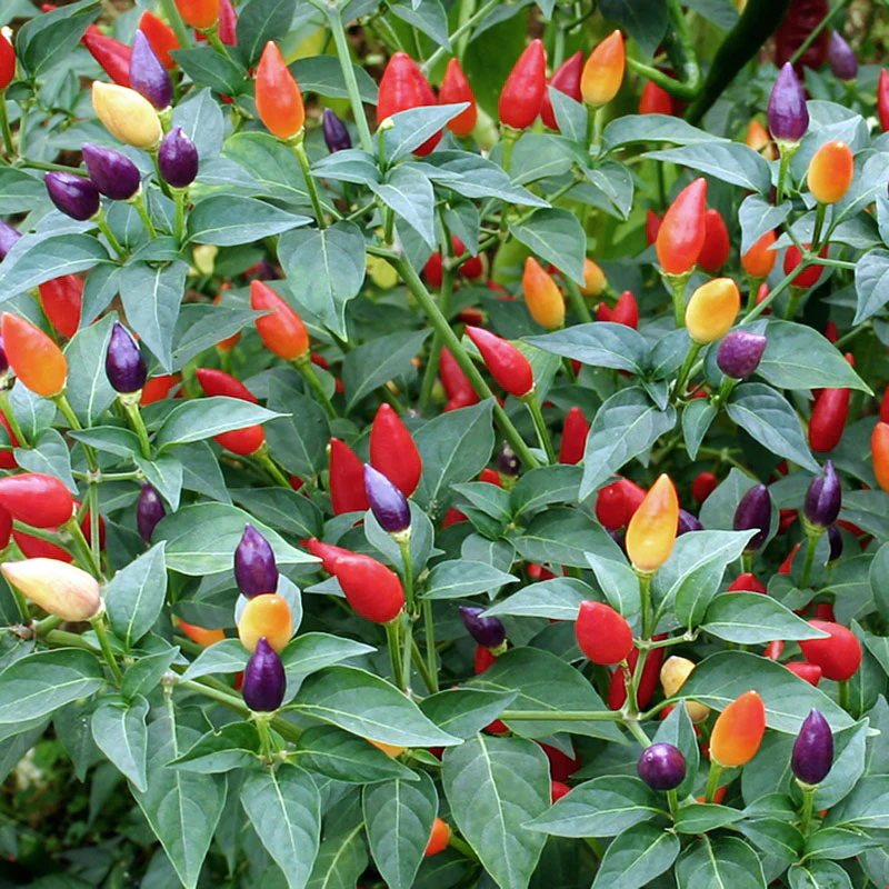 Ornamental Peppers