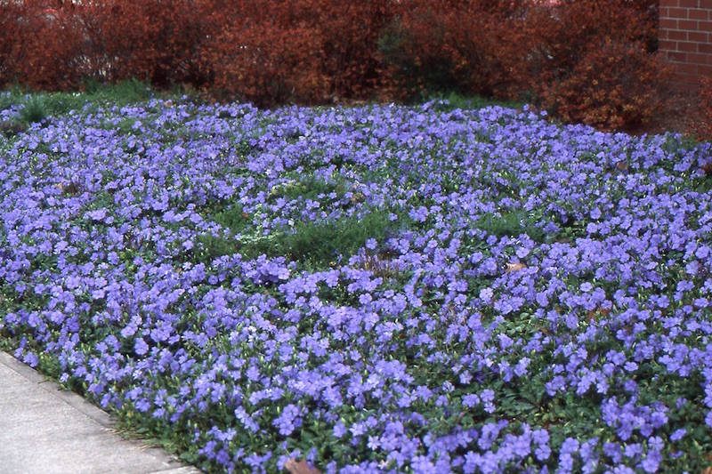 Vinca Minor (Periwinkle)