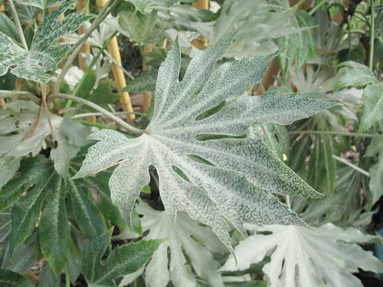 Fatsia Spider